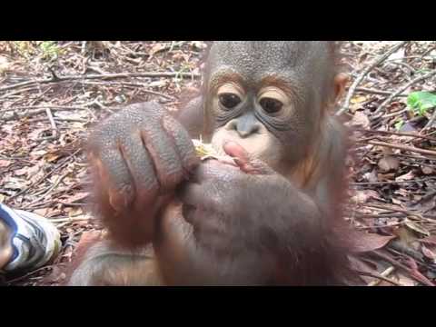 baby orangutan in Borneo eating a peanut