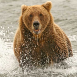 Kodiak bears Alaska fishing for salmon. 
