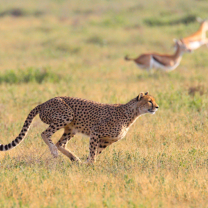Cheetah in Serengeti running down prey