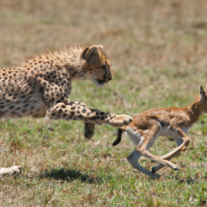 Cheetah cub chasing baby gaazelle