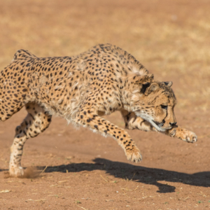 Cheetah running in full stride