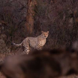 Cheetah of the Serengeti