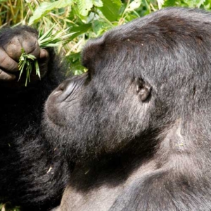 Gorillas in Rwanda feeding and playing. 