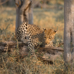Leopard on ground stalking prey under tree trunk