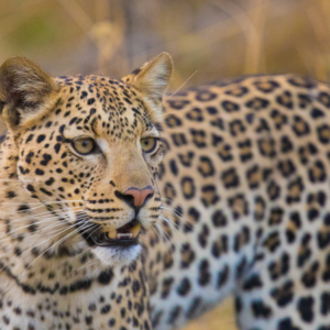 Leopard on ground searching for prey