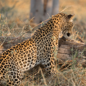 Leopard chasing prey under tree trunk