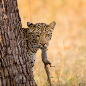 Leopard with squirrel snack in mouth