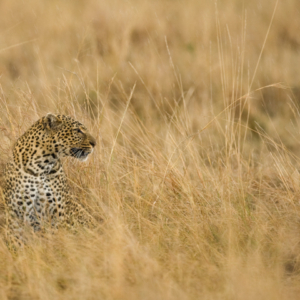 Leopard on ground stalking prey