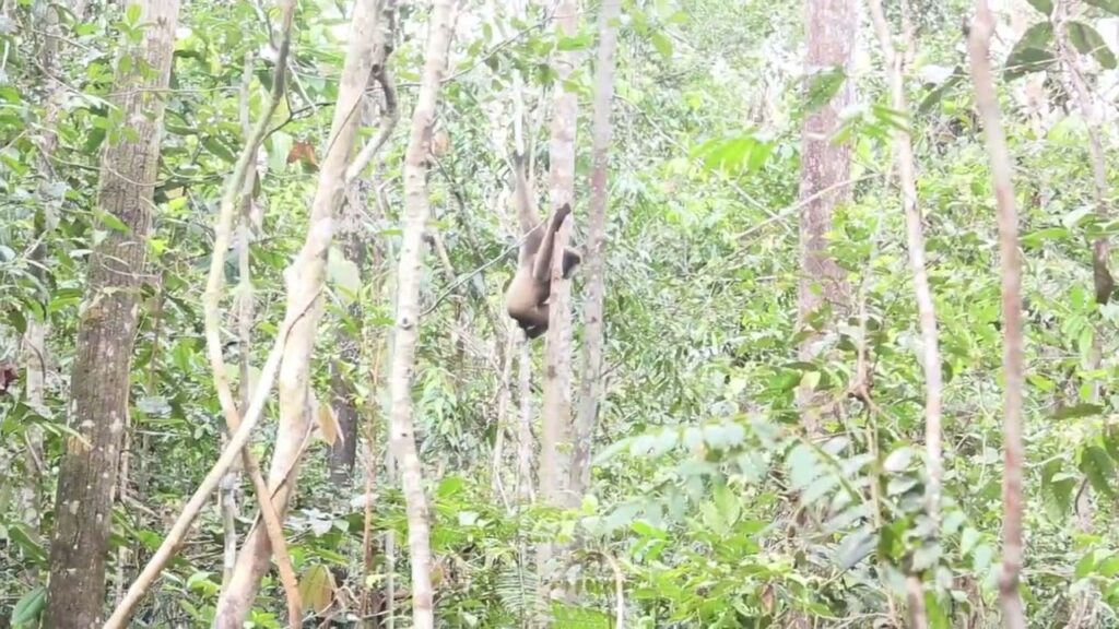 Gibbon jumping from tree to tree