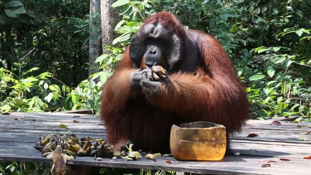 A large male orangutan eating a banana