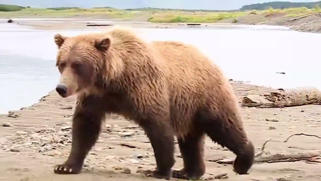 Brown bear on a quest for salmon walking 10 yards away from us
