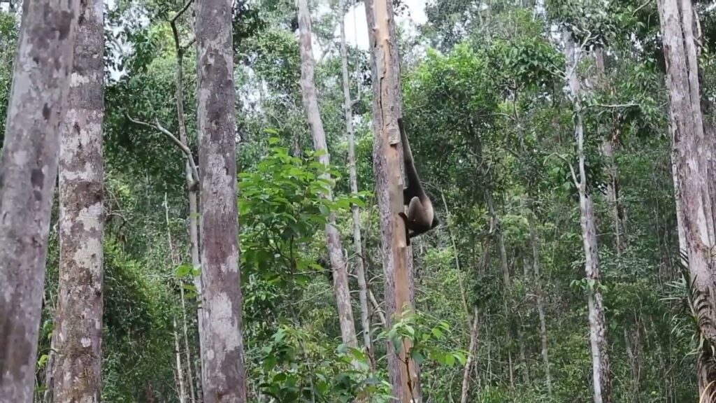 Gibbon jumping from a tree onto the platform to pilfer some bananas