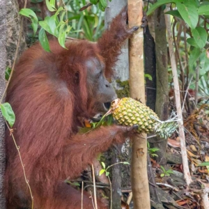 Orangutans in Borneo feeding and caring for young. 