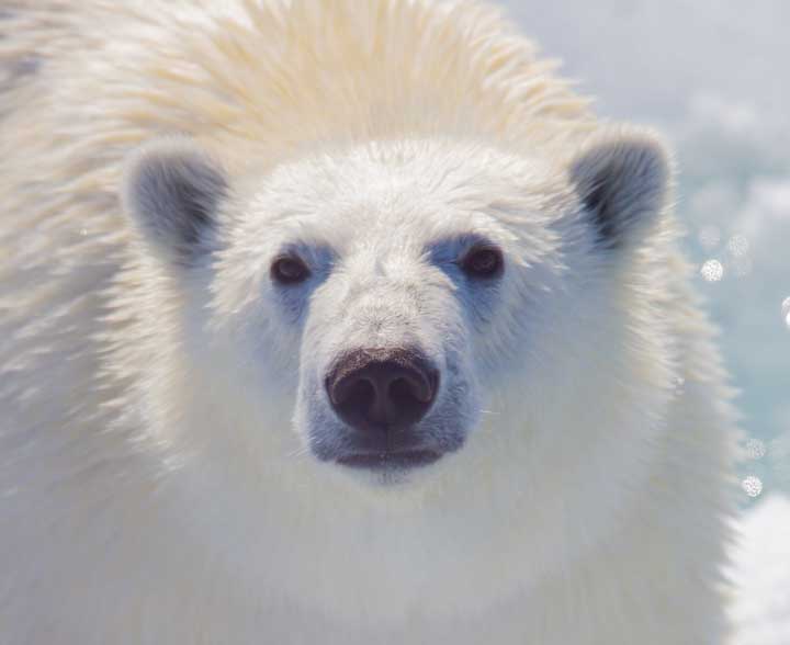 Polar bear face