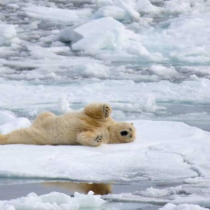 Polar bears in the Arctic