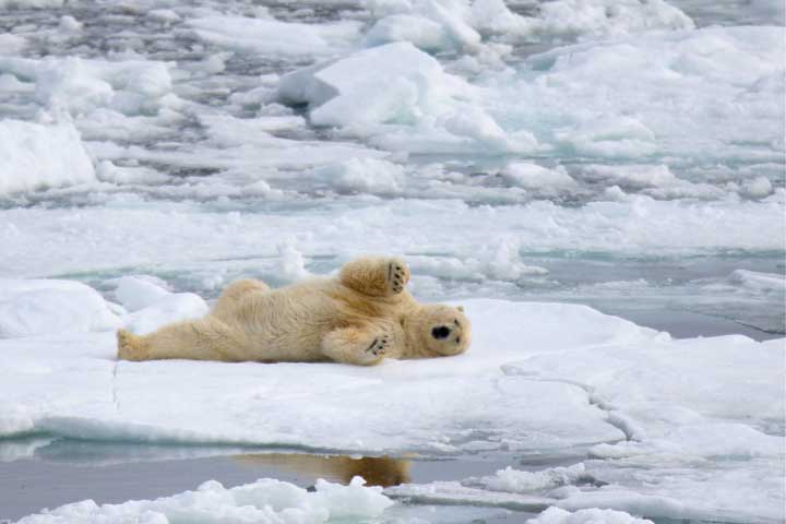 Polar bears in the Arctic