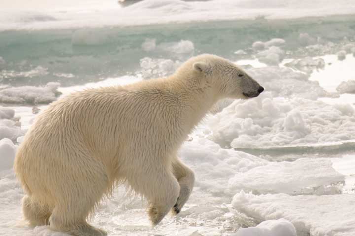 Polar bear running on ice floe
