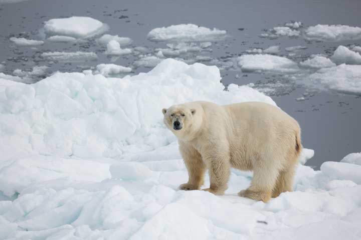 Polar bear standing on ice floe