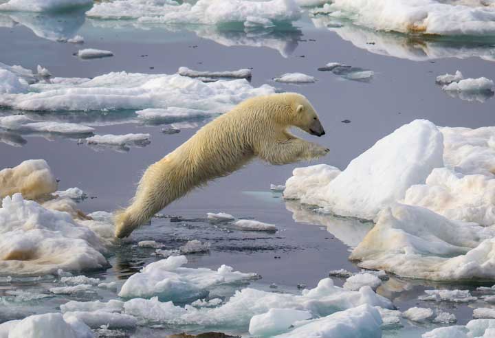 Polar bear jumping ice floes