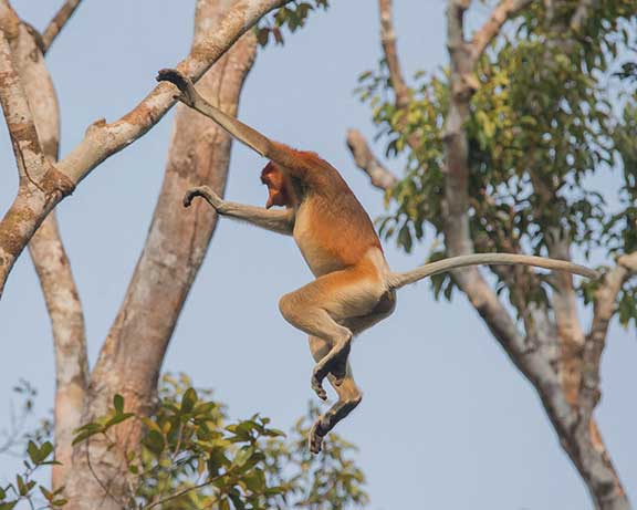Proboscis Monkeys - Dr. P’s Veterinary Photography and Conservation Site