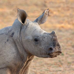 White rhino calf giving us the eye