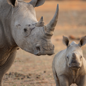 Rhino calf with mother looking right at us