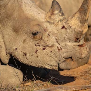 White rhino with face wounds