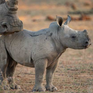 White rhino calf with mother