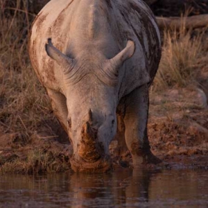 Mud covered white rhino male drinking