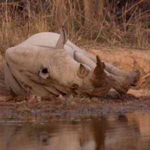 White rhino rolling in the mud