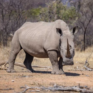 White rhino in South Africa