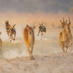 African wild dogs hunting their puku prey