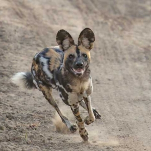 African wild dogs running after prey. 