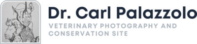 Dr. P’s Veterinary Photography and Conservation Site