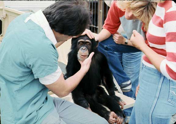 Chimpanzee baby exam