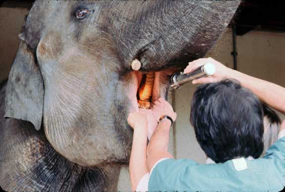 Elephant oral exam