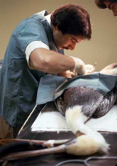 Surgically removing a fish hook from a pelican