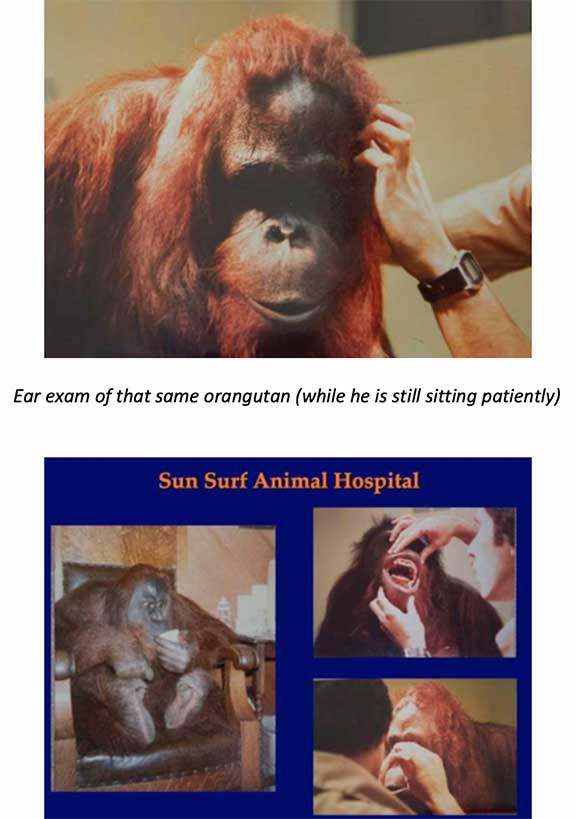 Dr P examining an orangutan