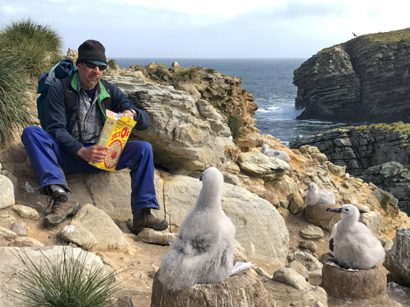 Breakfast with albatross chicks in the Falkland Islands