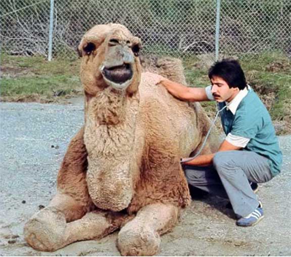 DrP_camel_exam