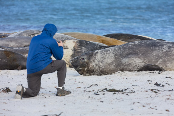 Elephant seal on the beach