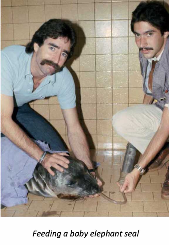 DrP feeding a baby elephant seal