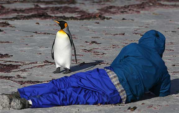King penguin in the Falkland Islands