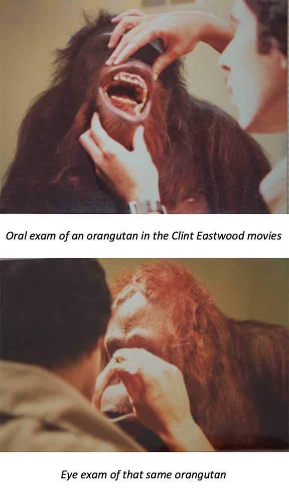 Dr P examining an orangutan