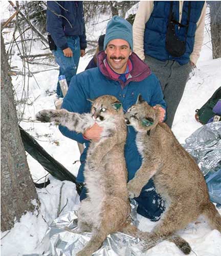 Dr P holding two sedated mountain lion (cougar) cubs
