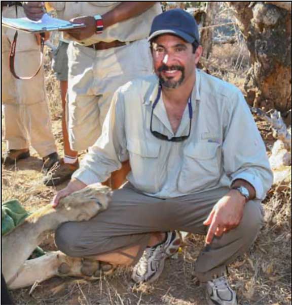 Sedated lion with Dr. P