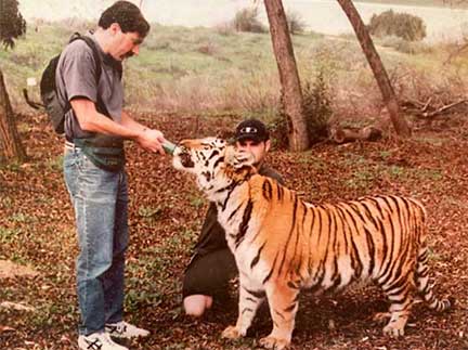 Dr P examining a tiger named Eden
