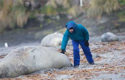 Dr P touching a juvenile elephant seal in the Falkland Islands