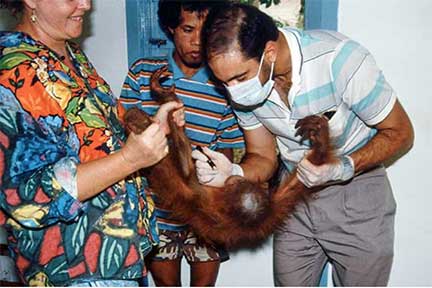DrP examining an upside down baby orangutan