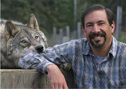 Dr P being bitten by an Alaska grey wolf